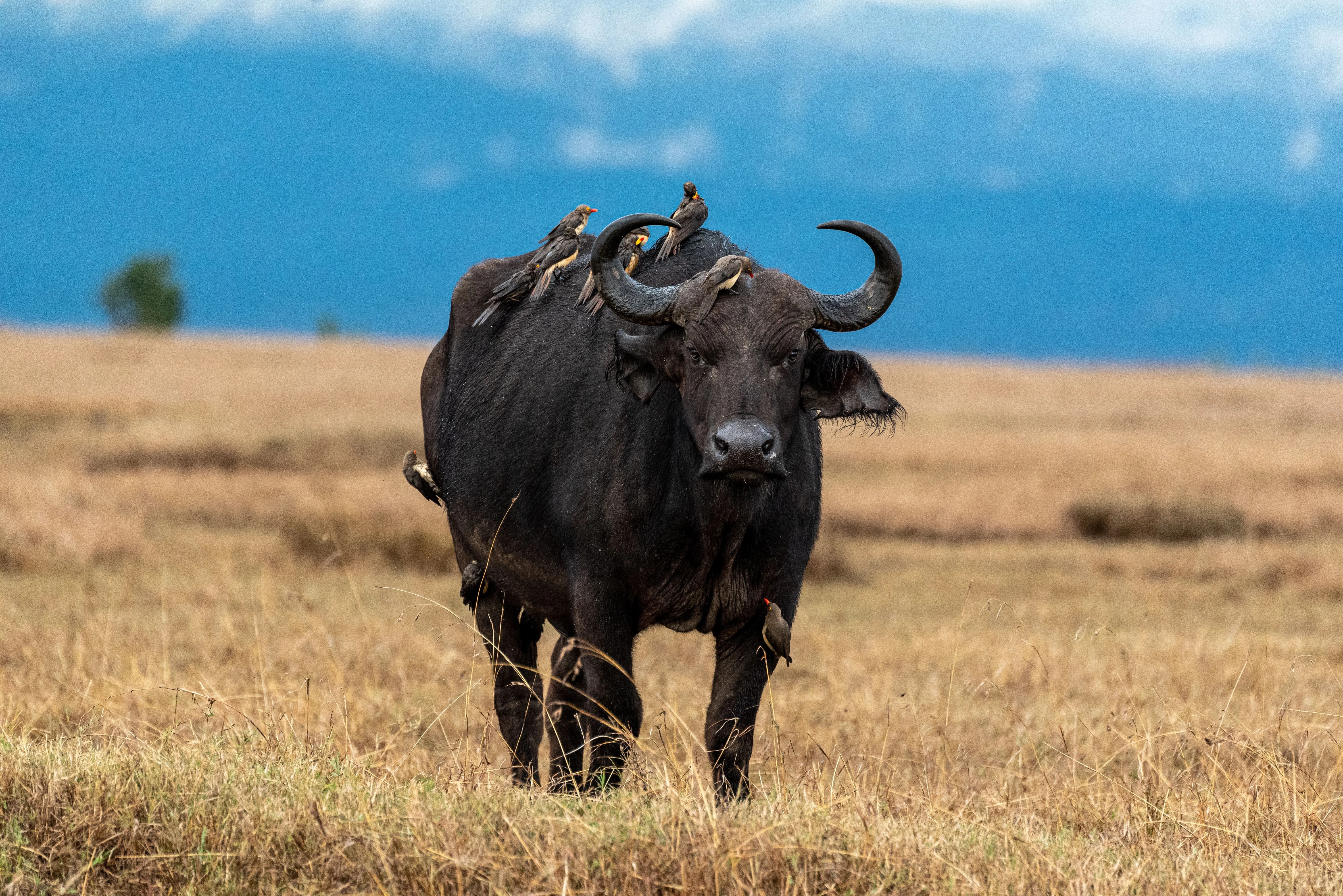 buffalo-samburu
