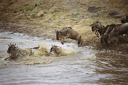 crossing-wildebeests