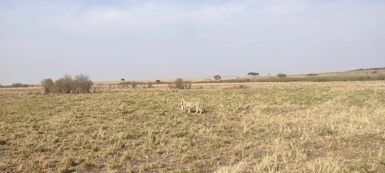 leopard_at-samburu