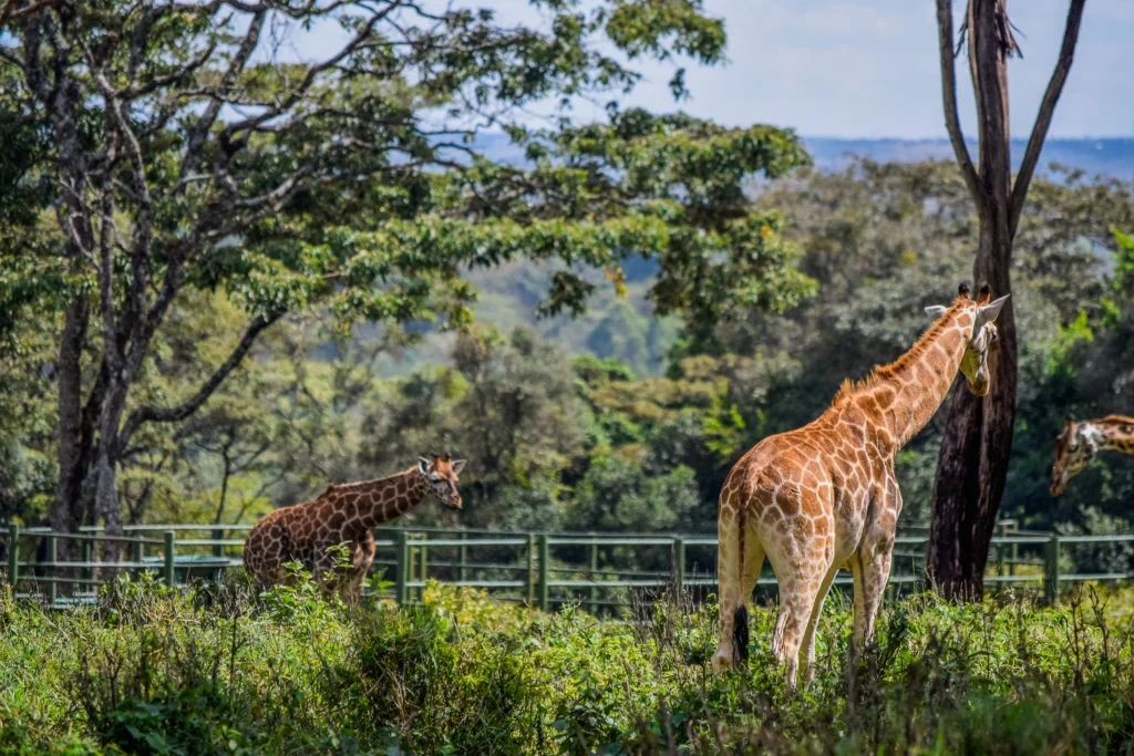 giraffe