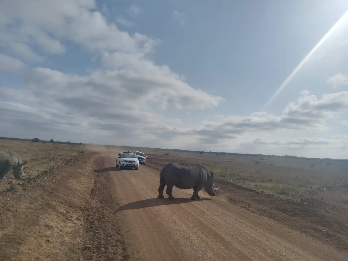 rhino