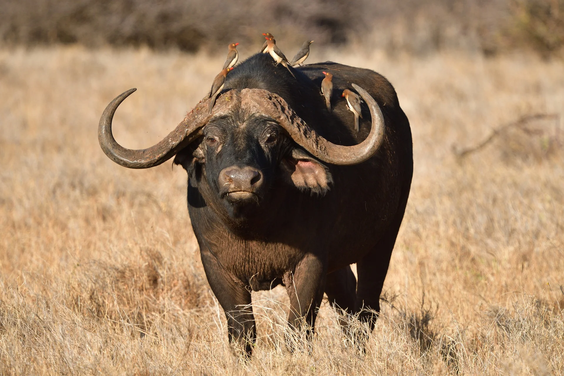 cape-buffalo