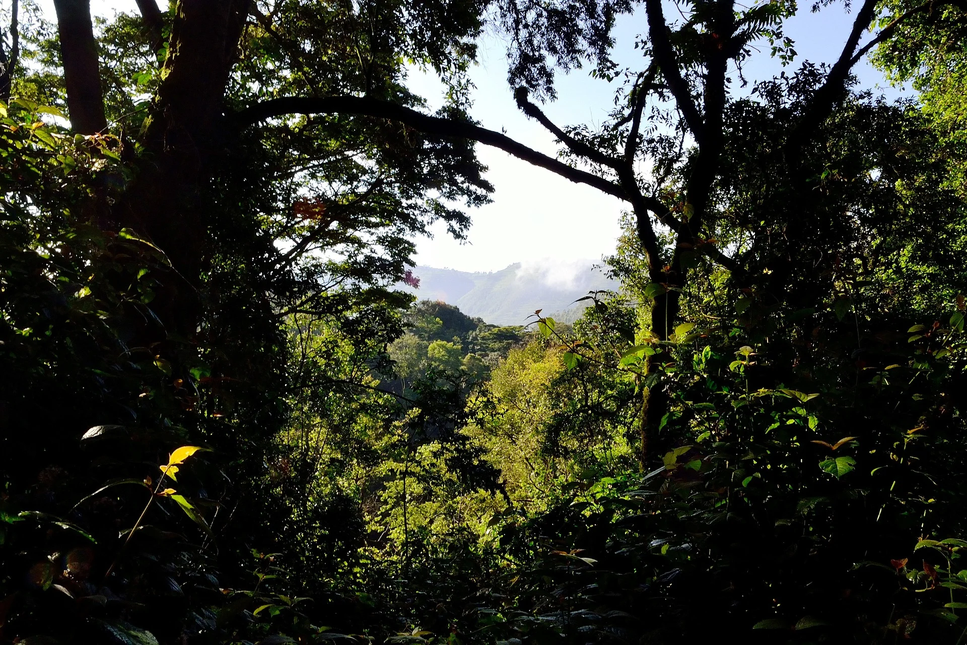 bwindi-uganda