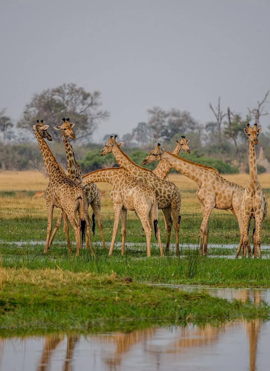 giraffe