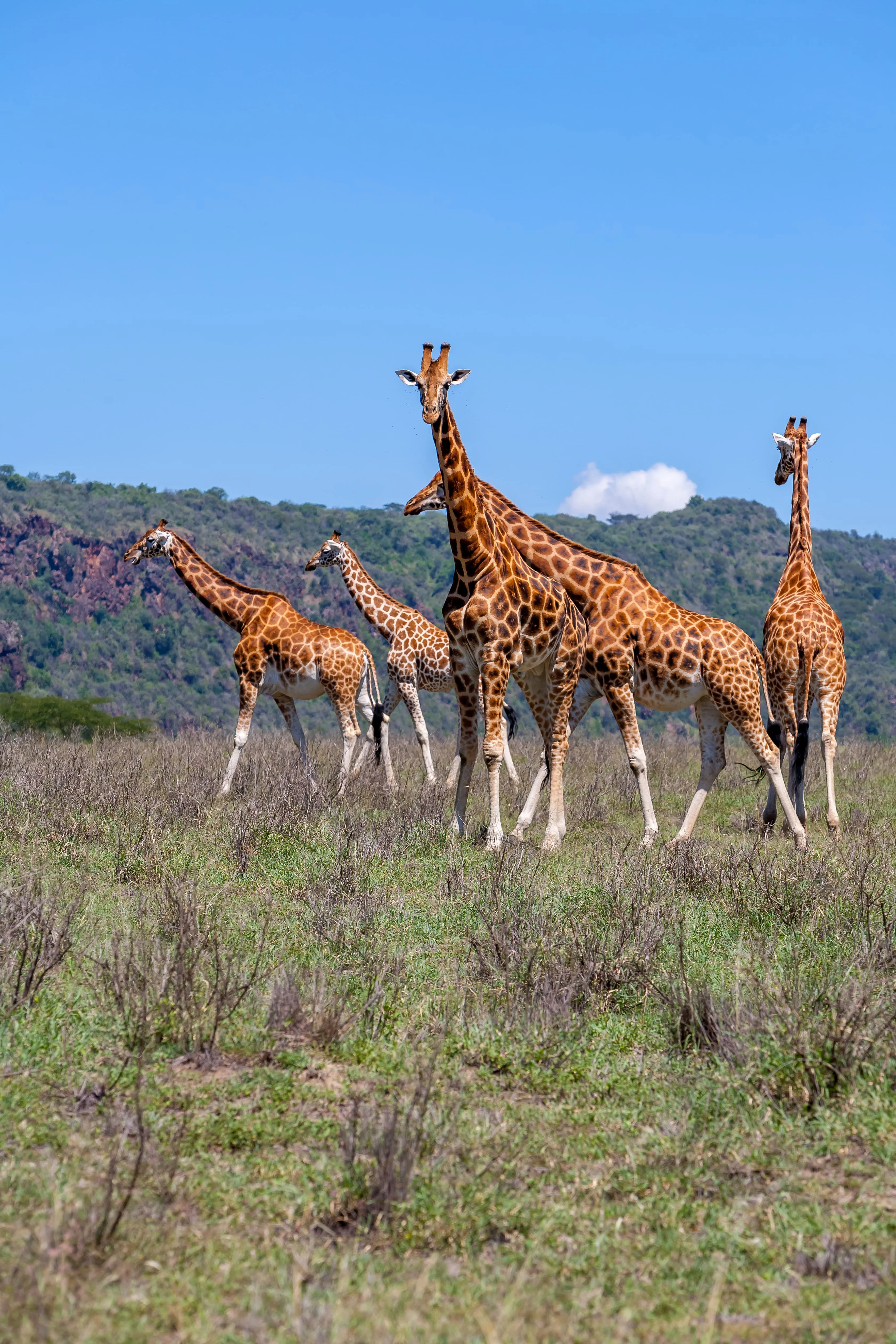 giraffes-herd-savannah