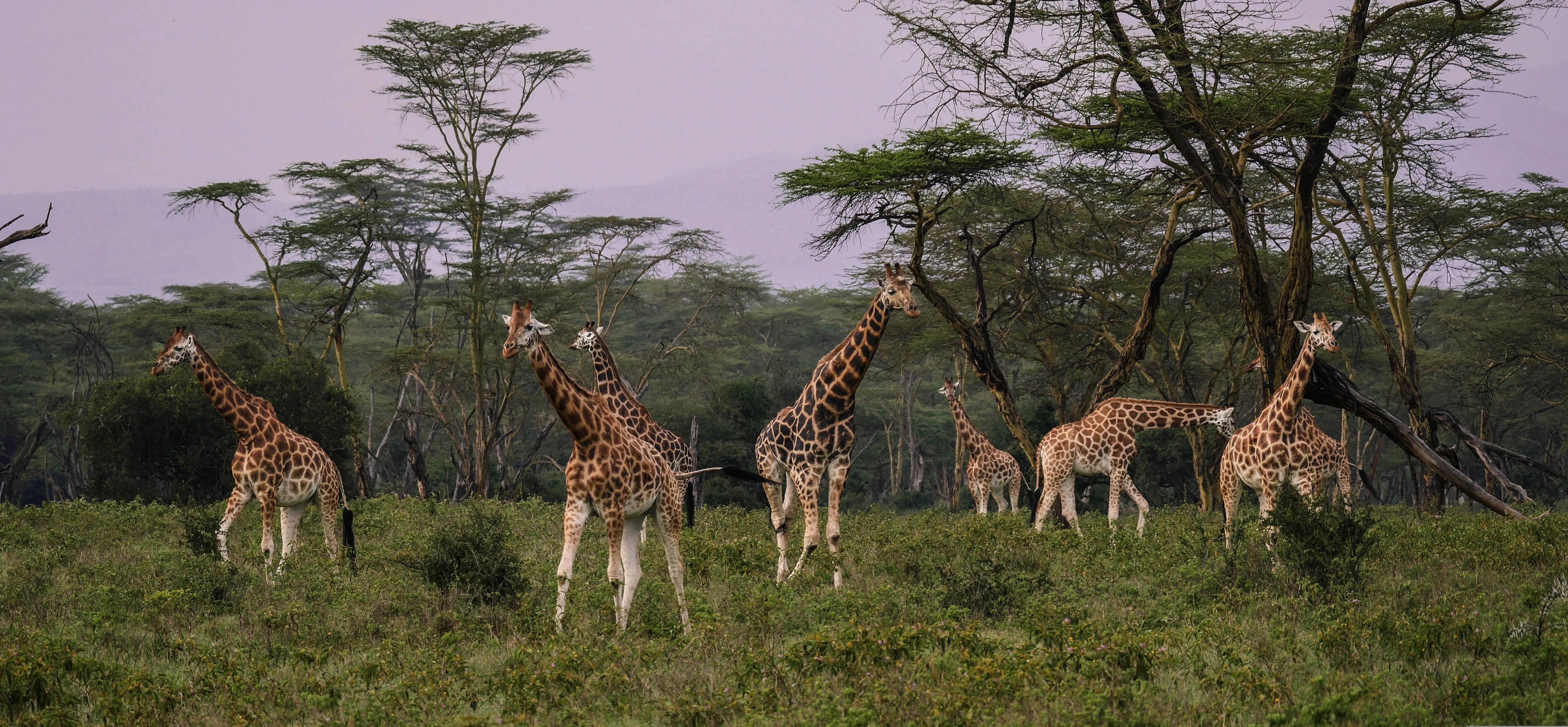 masai
