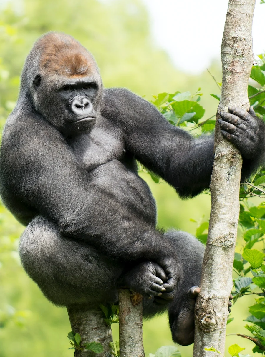 gorilla