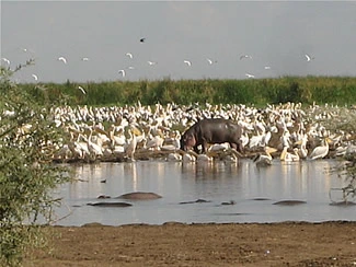 lake-manyara-two