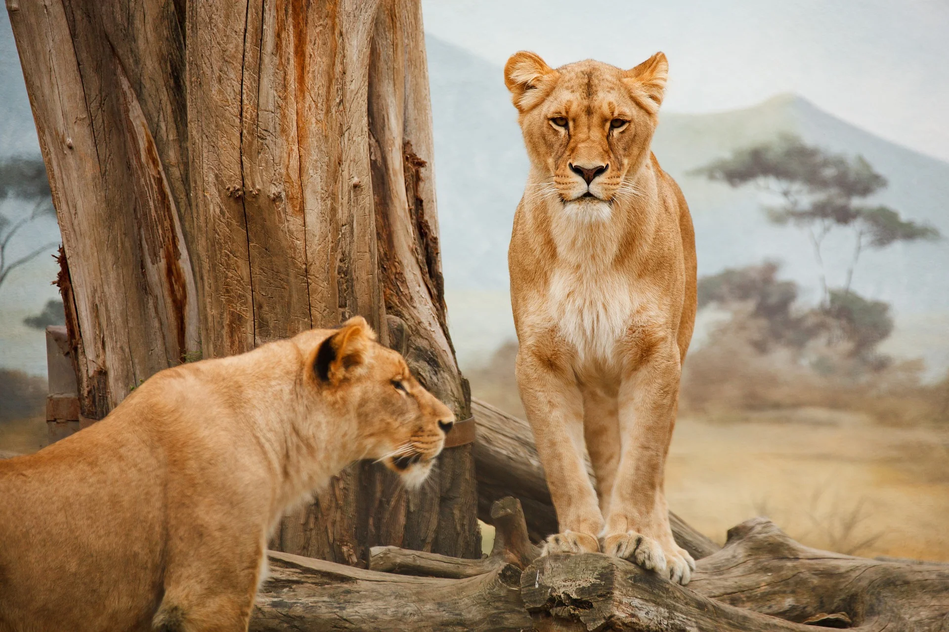 lion-mara