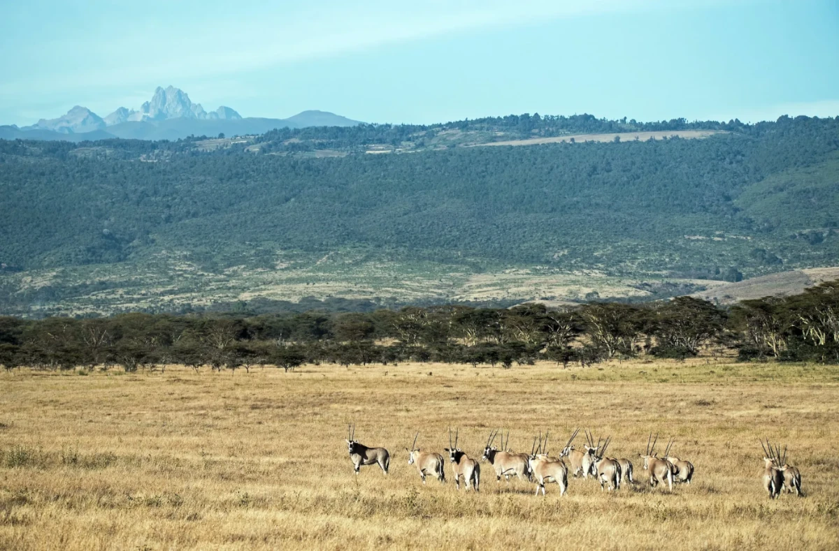 cape-buffalo