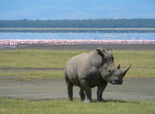 rhino-lake-nakuru
