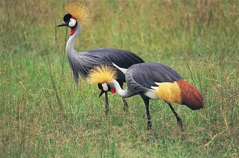 samburu-crane