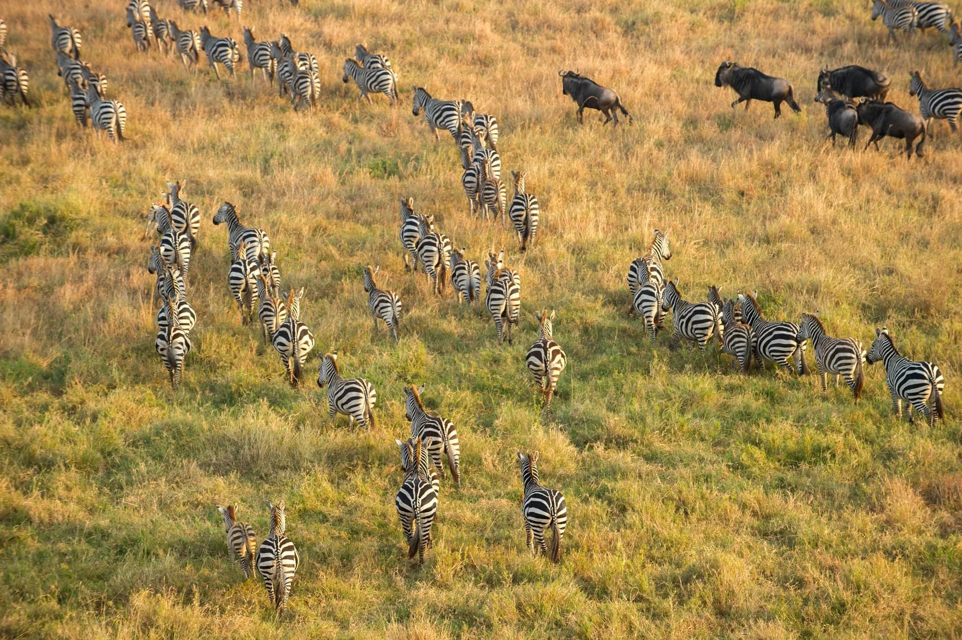 serengeti-balloon-safaris