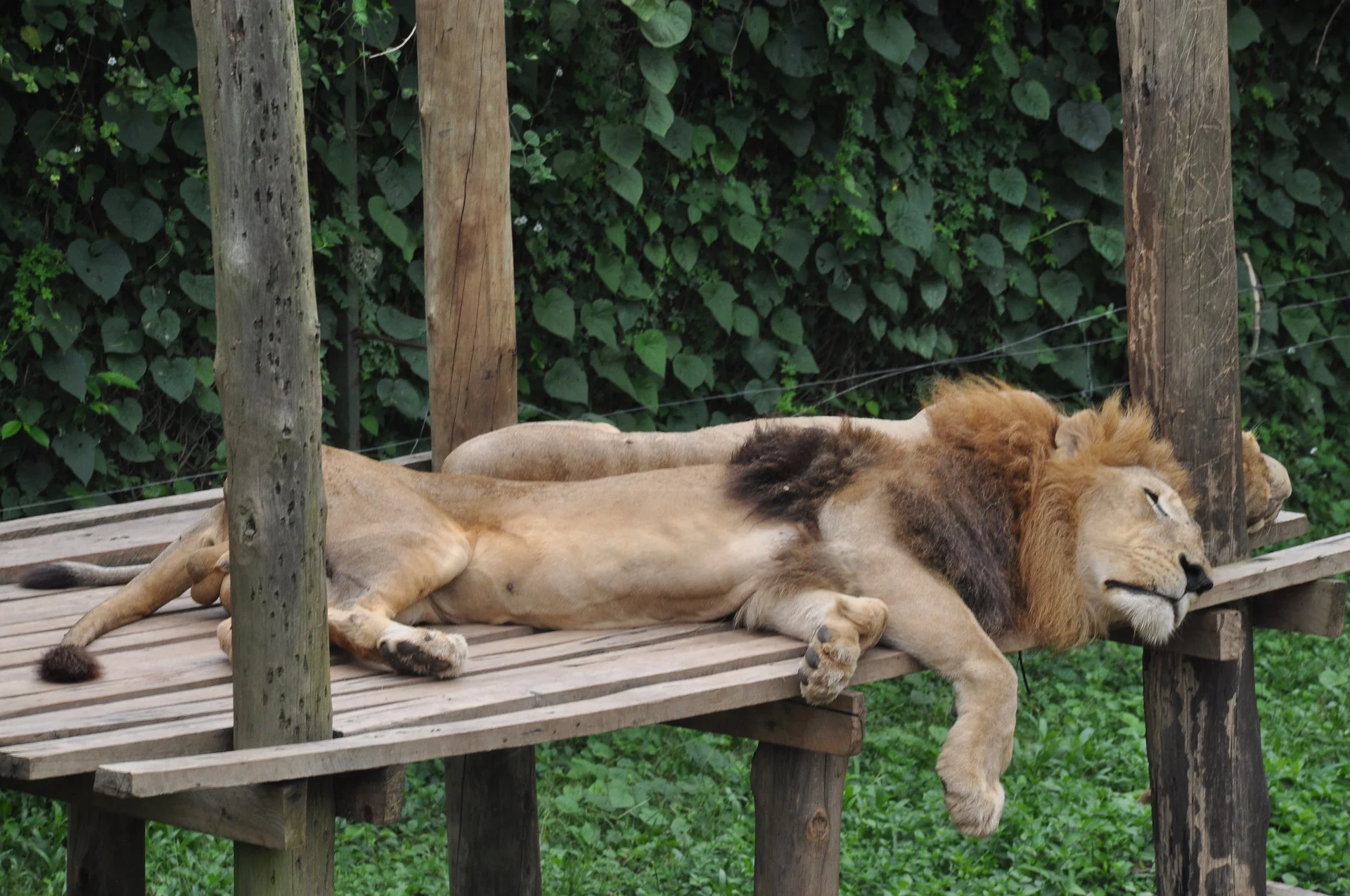 lion-uganda