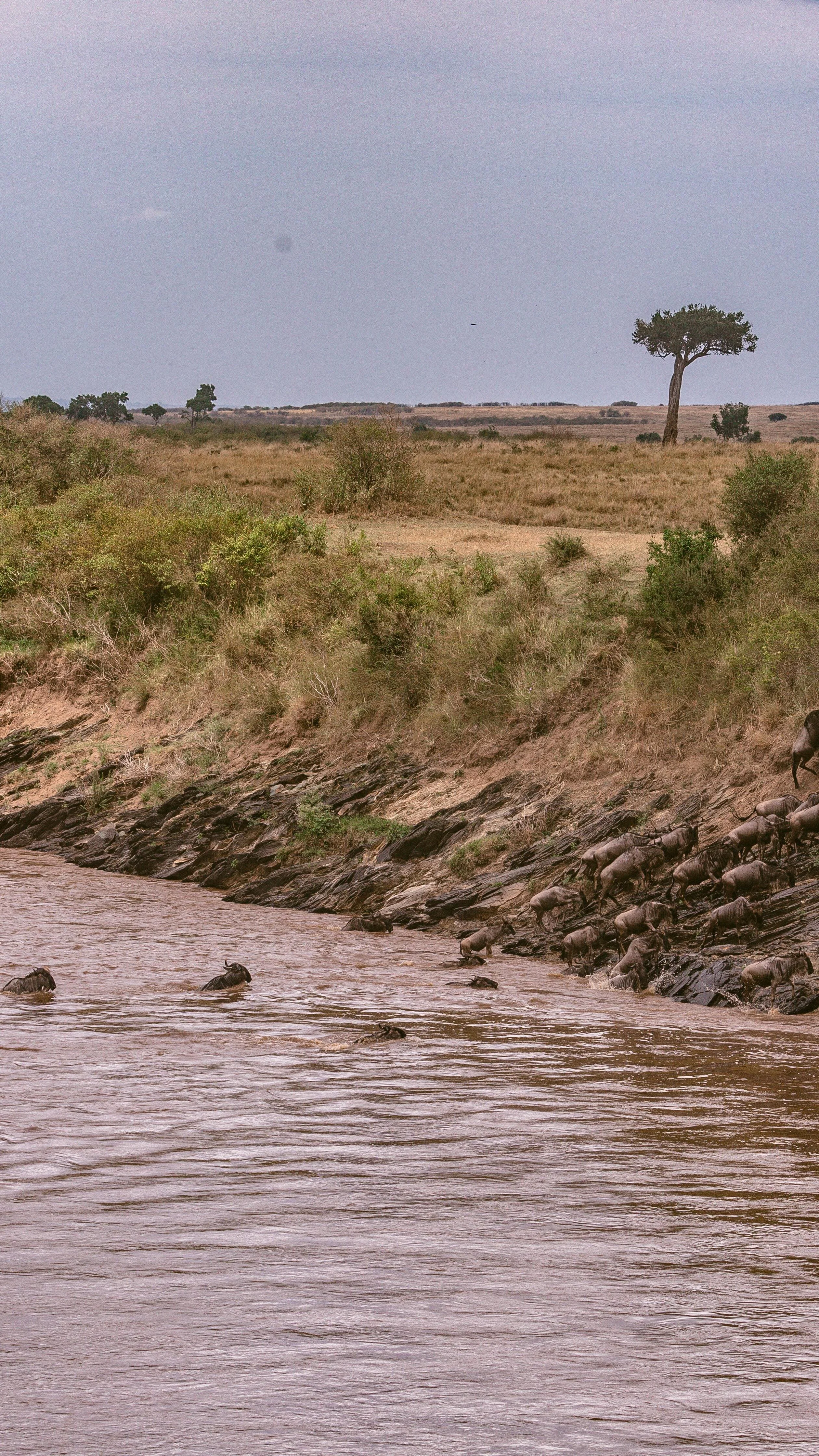 wildebeest-migration