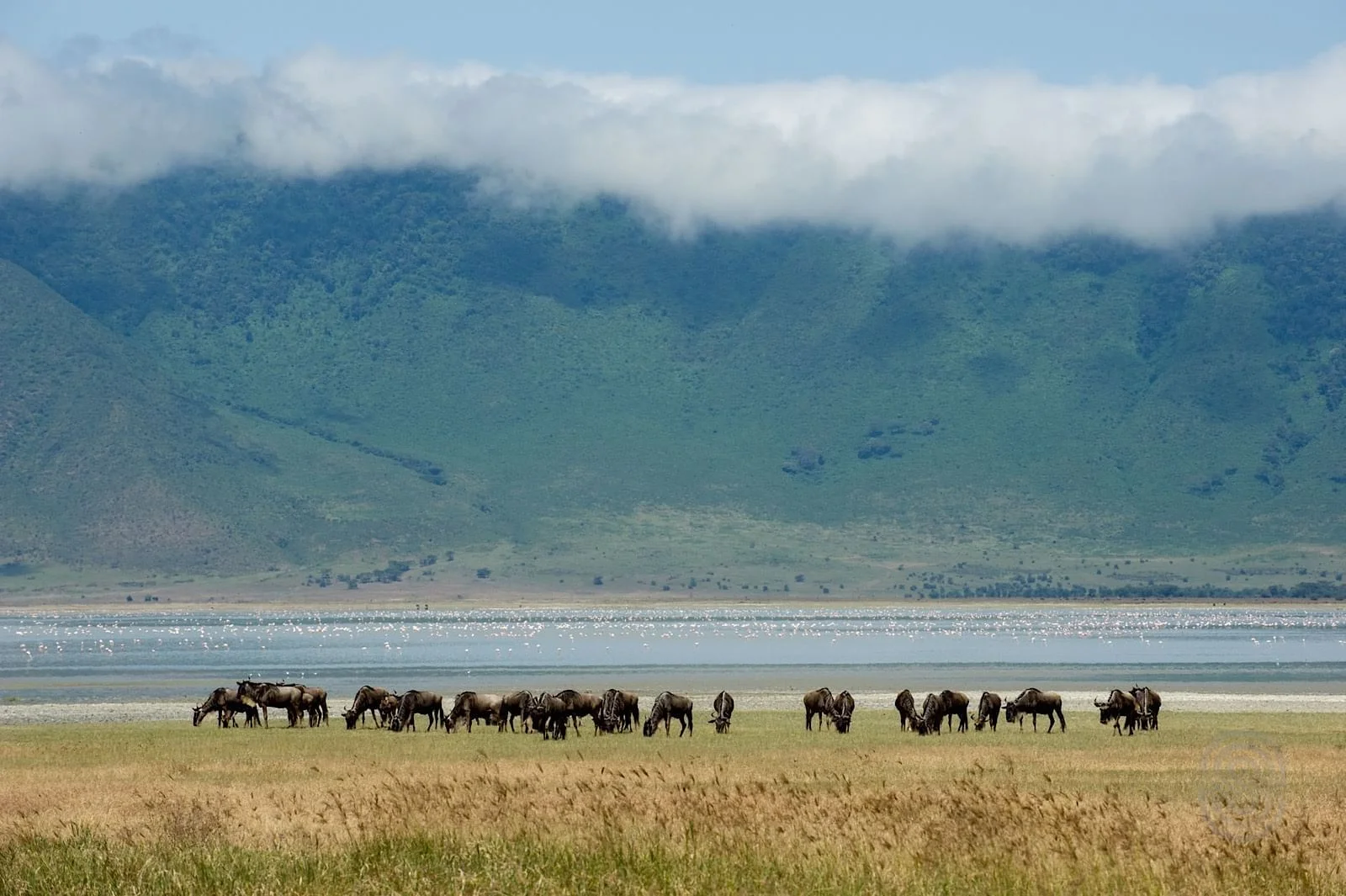wildebeest-ngorongoro